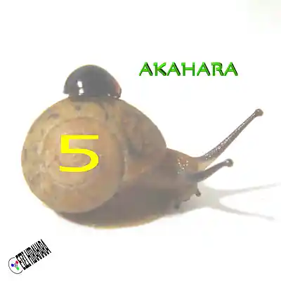Picture for song 'AKAHARA 5' by artist 'Eizi Hirahara'