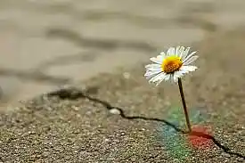 Picture for song '154 - Hope -' by artist 'Electric Zen Band'