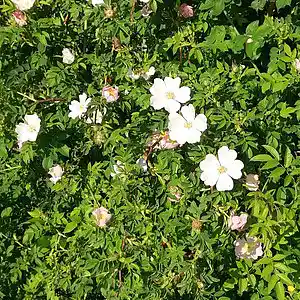 Picture for song 'open window - evening' by artist 'MikeSch'