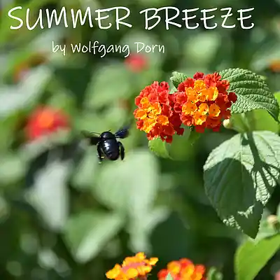Picture for song 'Summer Breeze' by artist 'Wolfgang Dorn'