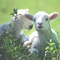 Picture for song 'Be a Lamb' by artist 'Praise His Ways'