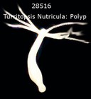 Picture for song 'The Wink Test - The Wink' by artist '28516'