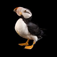 Picture for song '' by artist 'AXON'