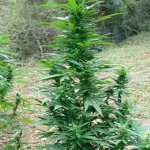 Picture for song 'what the f*** ever!' by artist 'Chico's Prizon 2001'