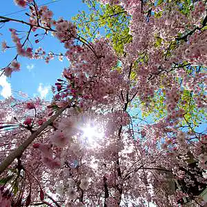 Picture for song 'Springtime Sunrise' by artist 'Global Citizen'