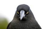 Picture for song 'Angry Bird feat. Mr. Monifa' by artist 'Infekt (NL)'
