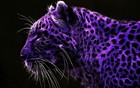 Picture for song '*NEW* The Purple Leopard' by artist 'Jungle Boy East'