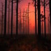 Picture for song 'Fantasy 1996 mo.1' by artist 'Michael Palmieri'