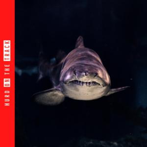 Picture for song '"Swim With Sharks" Lil Baby Moneybagg Yo Dark Bell' by artist 'Hurd On The Track'