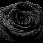 Picture for song 'Black Rose (Ft Nas)SOLD' by artist 'Ready Rock Productions'