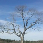 Picture for song 'Let It Go.mp3' by artist 'Steve Rollins'