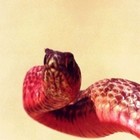 Picture for song 'The Most Potent' by artist 'The DJ Catastrophy'