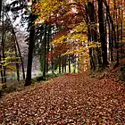 Picture for song '10N09A2010K_"Falling Leaves"' by artist 'NATRONIC'