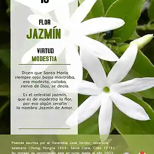 Picture for song 'Dia 18-Flor Jazmin' by artist 'Producciones Vandor'