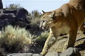 Picture for song 'ON THE PROWL' by artist 'BEATSBYMU'