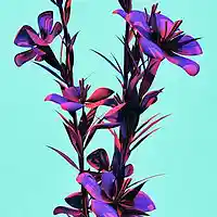Picture for song 'Hawaii / Bpm 100 (BUY 2 GET 1 FREE)' by artist 'Black Rose Beatz'
