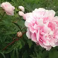 Picture for song 'Gudinde af kaerlighed' by artist 'Rikke Steffensen'