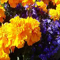 Picture for song 'Renaissance' by artist 'Antonio Rotunda'