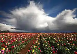 Picture for song 'Kodak Black x Spotemgottem Type Beat "April Showe' by artist 'Trackmatic 850'