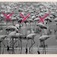 Picture for song '*NEW* Freedom Hearts (FREE D/L)' by artist 'Dope Orchestra'