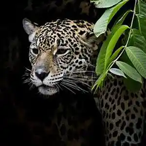 Picture for song 'THE STARS G7 REALITY' by artist 'mcmakktenicetxtheprince'