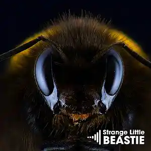 Picture for song 'Strange Little Beastie' by artist 'Vanilla Groove Beats'