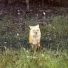 Picture for song 'untitled G3' by artist 'Network'