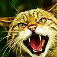 Picture for song 'Wildcat Blues' by artist 'The Smivets'