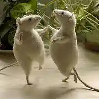Picture for song 'Dance with Me' by artist 'The Trouts'