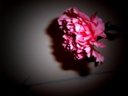 Picture for song 'Mars de la douleur' by artist 'Andrei Ghiaus'