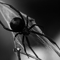 Picture for song 'Black Widow' by artist 'AudioMatiks'