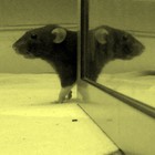 Picture for song 'Mumolaid' by artist 'Babushka'