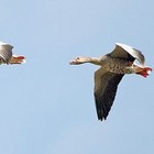 Picture for song 'Swing of the geese (unreleased)' by artist 'Bird of habibaH'