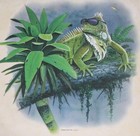 Picture for song 'Mara-Iguana in Shades' by artist 'Carlo D'Anna'