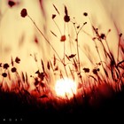 Picture for song 'Throwing Dreams' by artist 'Dictates Of Reason'