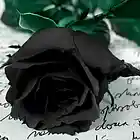 Picture for song 'Black Roses (FREE D/L)' by artist 'Dope Orchestra'