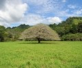 Picture for song 'THE CLEARING (from "Jungle"CD)' by artist 'Gavin Baker'