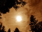 Picture for song 'Treetops' by artist 'littlegreenman'