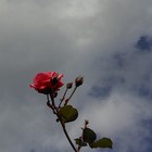 Picture for song ''Today and Everyday' / W rittmo' and JamKar' by artist 'Nadia Cripps'