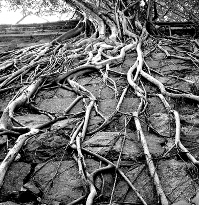 Picture for song 'DEEPER ROOTS' by artist 'STR8 FiYA'