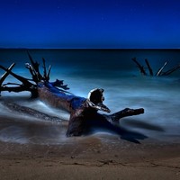 Picture for song 'DRIFTWOOD' by artist 'tamsnumber4'