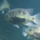 Picture for song 'TAKE1.mp3' by artist 'ZZAFTY'