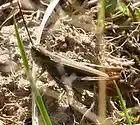 Picture for song 'Criquet duettiste - chorthippus brunneus' by artist 'dombes'