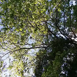 Picture for song 'Shake Like Tremolo' by artist 'Cevin Clay'