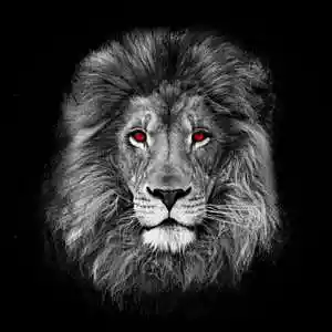 Picture for song 'LIONS' by artist 'HOLLYWOOD LEGEND PRODUCTIONS'