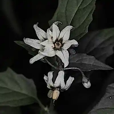 Picture for song 'Nightshade' by artist 'Menge'