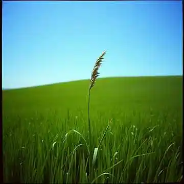 Picture for song 'Reed in the Wind (Crossfire)' by artist 'firesong'