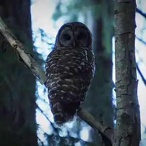 Picture for song 'ivy climbs' by artist 'Mattila'