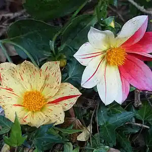 Picture for song 'prarie fire' by artist 'Mattila'