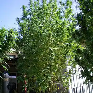 Picture for song 'more to me lello greyghostggp lelloggp@aolcom' by artist 'LeeLow GREYGHOSTggp'